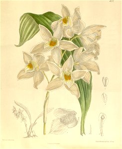 Coelogyne mooreana - Curtis' 136 (Ser. 4 no. 6) pl. 8297 (1909). Free illustration for personal and commercial use.