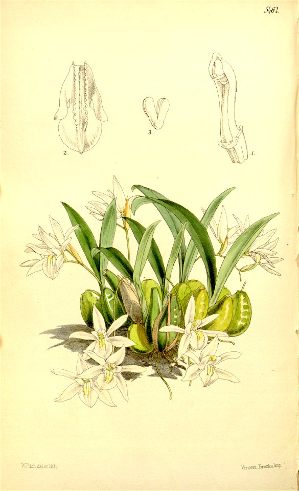 Coelogyne odoratissima - Curtis' 90 (Ser. 3 no. 20) pl. 5462 (1864)