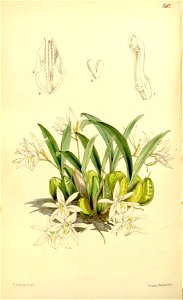 Coelogyne odoratissima - Curtis' 90 (Ser. 3 no. 20) pl. 5462 (1864). Free illustration for personal and commercial use.