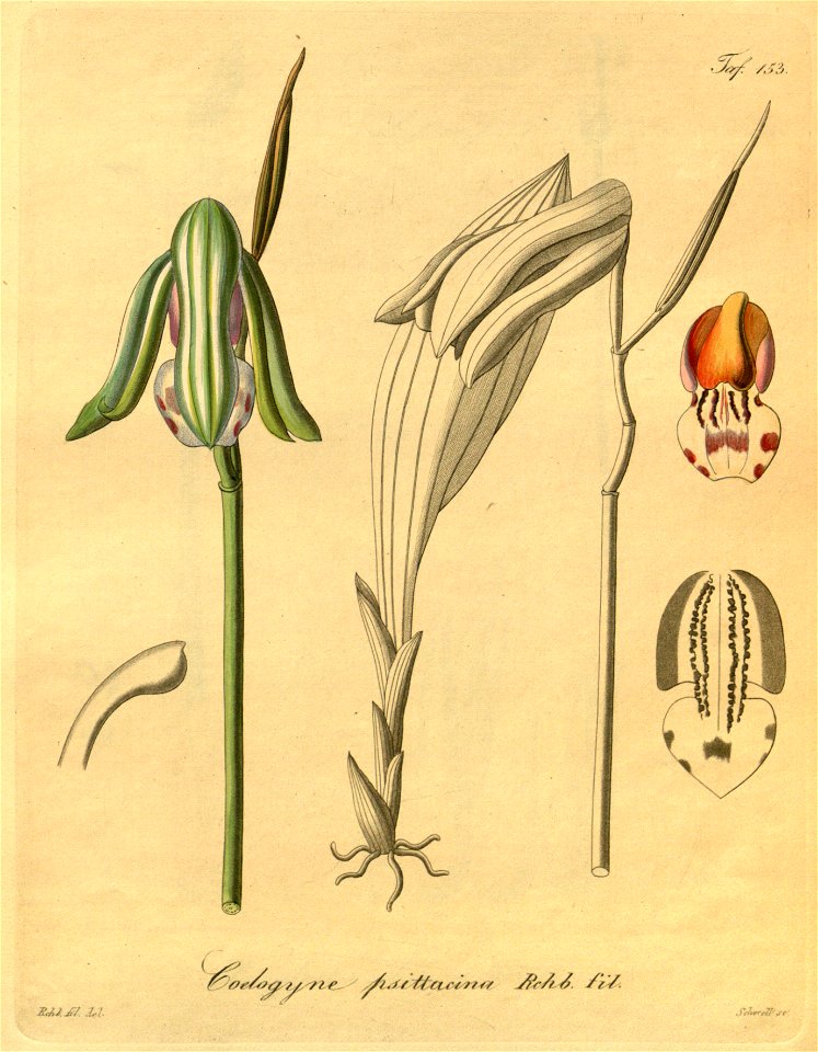 Coelogyne rumphii (as Coelogyne psittacina)-Xenia 2-153 (1874)