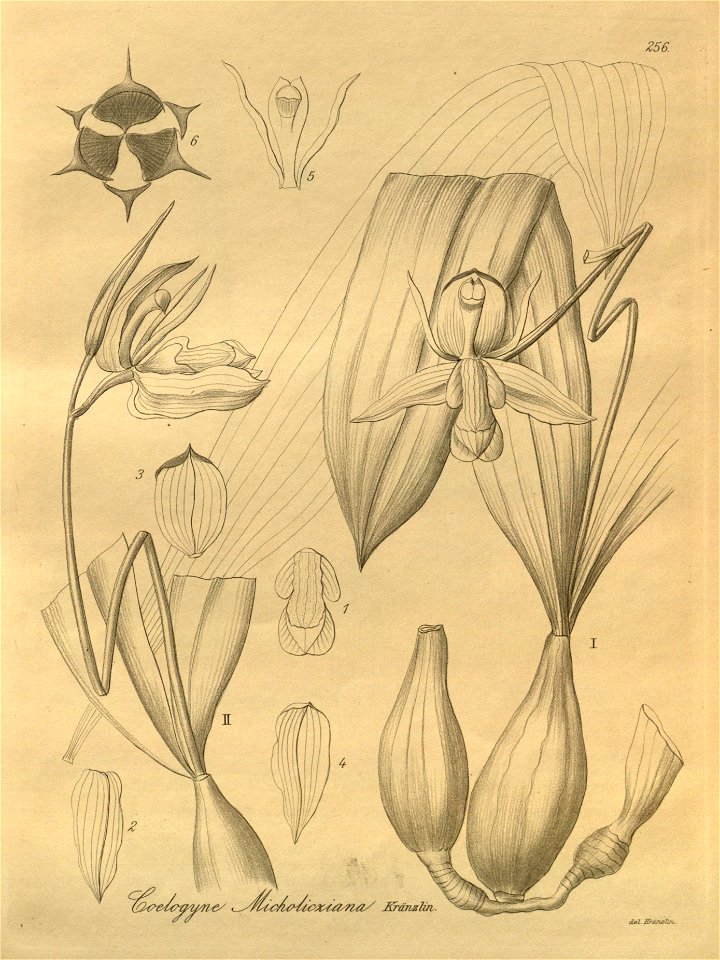 Coelogyne beccarii (as Coelogyne micholitziana) - Xenia 3 pl 256