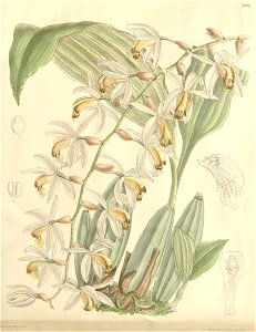 Coelogyne swaniana - Curtis' 124 (Ser. 3 no. 54) pl 7602 (1898)
