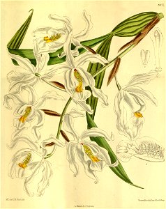 Coelogyne cristata - Curtis' 139 (Ser. 4 no. 9) pl. 8477 (1913)