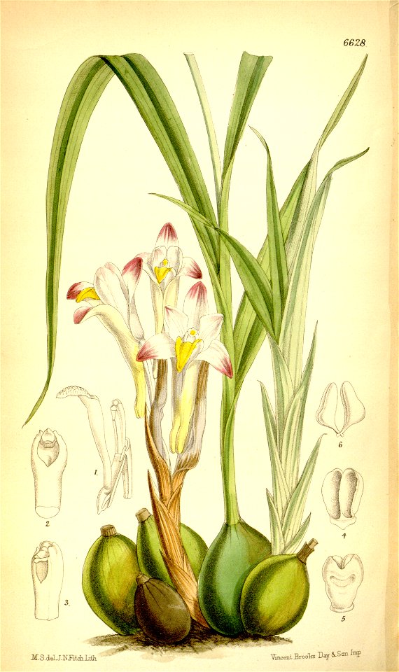 Coelia bella
