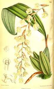 Coelogyne veitchii - Curtis' 127 (Ser. 3 no. 57) pl. 7764 (1901)