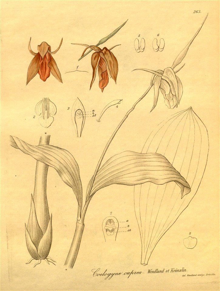 Coelogyne cuprea - Xenia 3 pl 263