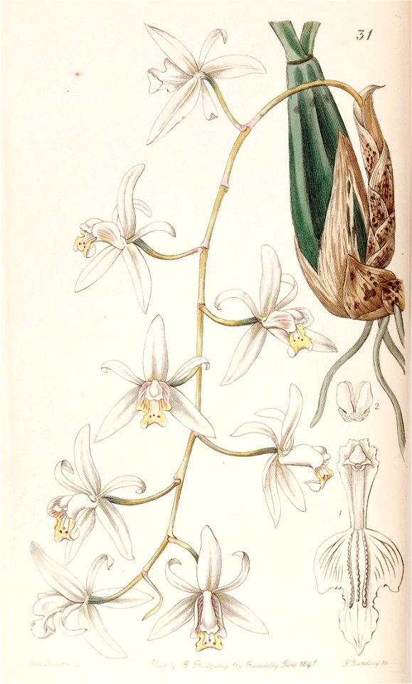 Coelogyne flaccida - Edwards vol 27 (NS 4) pl 31 (1841)