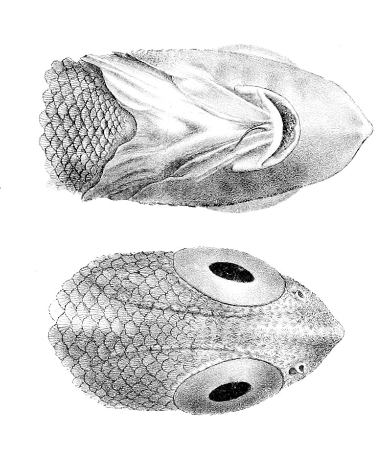 Coelorinchus fasciatus2