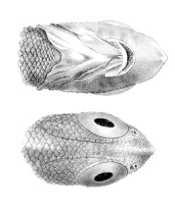 Coelorinchus fasciatus2