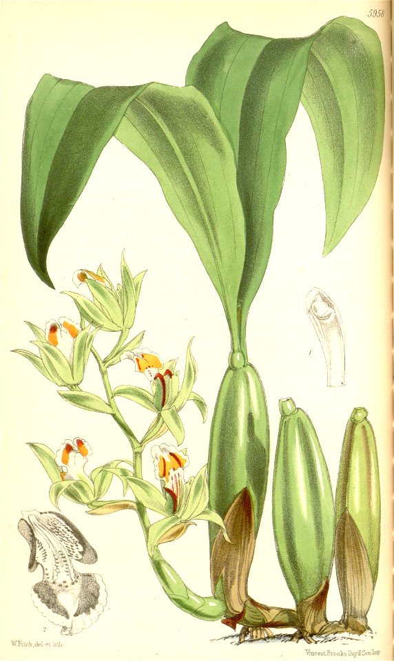 Coelogyne lentiginosa - Curtis' 98 (Ser. 3 no. 28) pl. 5958 (1872)