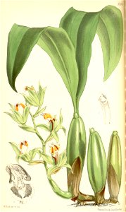 Coelogyne lentiginosa - Curtis' 98 (Ser. 3 no. 28) pl. 5958 (1872)