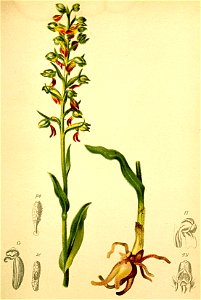 Coeloglossum viridis Atlas Alpenflora
