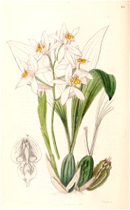 Coelogyne nitida (as Coelogyne ochracea) - Edwards vol 32 (NS 9) pl 69 (1846)