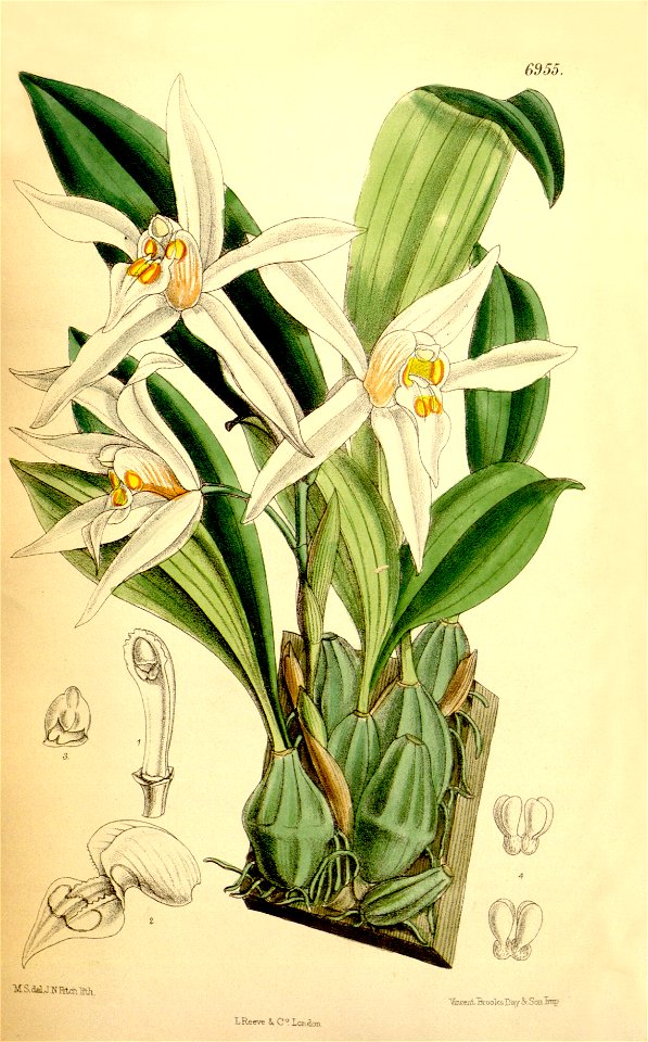 Coelogyne corymbosa - Curtis' 113 (Ser. 3 no. 43) pl 6955 (1887)