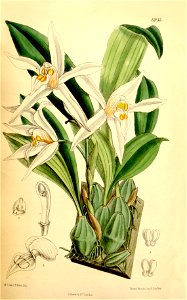Coelogyne corymbosa - Curtis' 113 (Ser. 3 no. 43) pl 6955 (1887)
