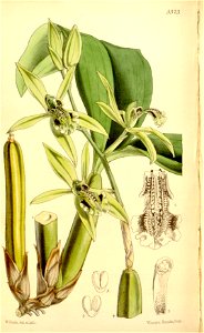 Coelogyne parishii - Curtis' 88 (Ser. 3 no. 18) pl. 5323 (1862)