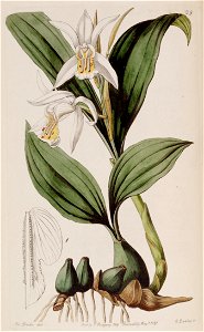 Coelogyne cumingii - Edwards vol 27 (NS 4) pl 29 (1841)