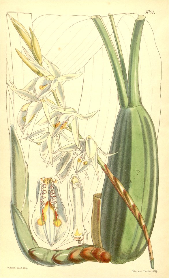 Coelogyne stricta (as Coelogyne elata) - Curtis' 83 (Ser. 3 no. 13) pl. 5001 (1857)