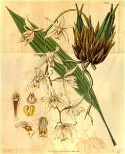 Coelogyne flaccida - Curtis' 61 (N.S. 8) pl. 3318 (1834)