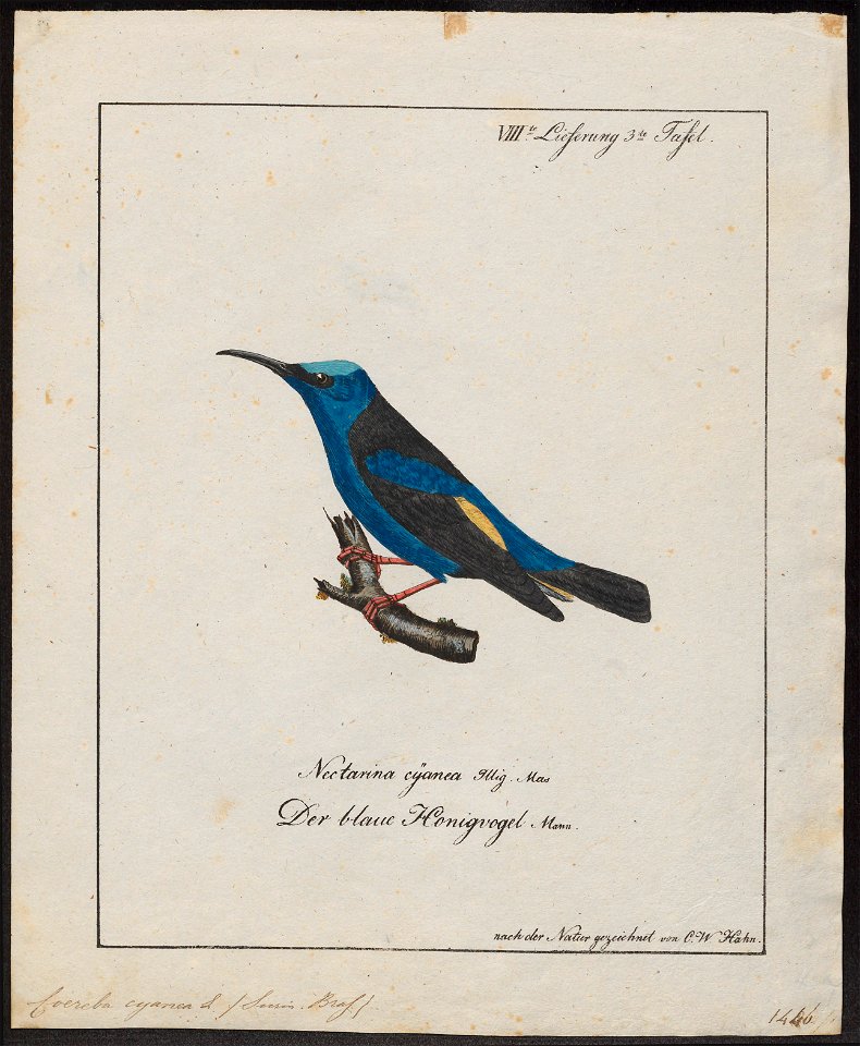 Coereba cyanea - 1700-1880 - Print - Iconographia Zoologica - Special Collections University of Amsterdam - UBA01 IZ19000349