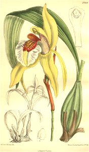 Coelogyne lawrenceana - Curtis' 133 (Ser. 4 no. 3) pl. 8164 (1907). Free illustration for personal and commercial use.