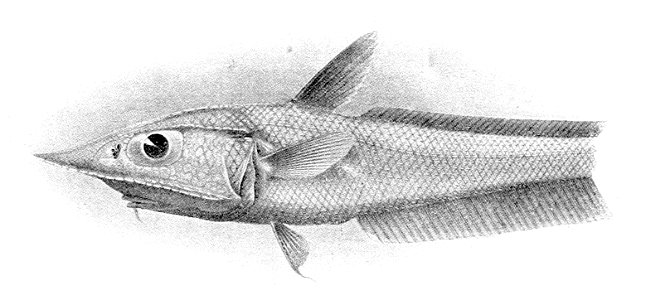 Coelorinchus aratrum