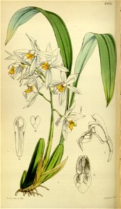 Coelogyne nitida (as Coelogyne ochracea) - Curtis' 78 (Ser. 3 no. 8) pl. 4661 (1852)