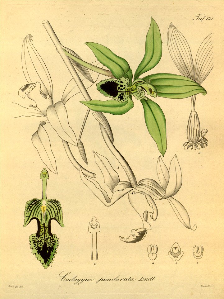 Coelogyne pandurata -Xenia 2-121 (1874)