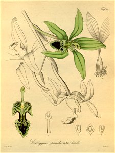 Coelogyne pandurata -Xenia 2-121 (1874). Free illustration for personal and commercial use.