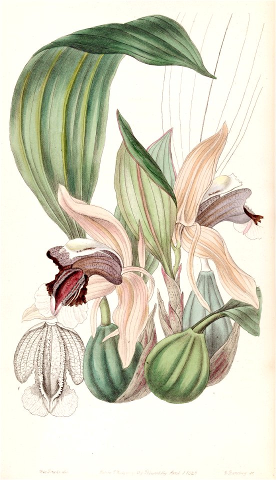 Coelogyne speciosa - Edwards vol 33 (NS 10) pl 23 (1847)