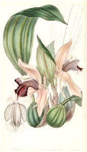 Coelogyne speciosa - Edwards vol 33 (NS 10) pl 23 (1847)
