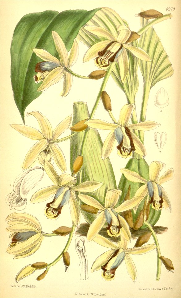 Coelogyne tomentosa (as Coelogyne massangeana) - Curtis' 114 (Ser. 3 no. 44) pl. 6979 (1888)