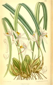 Coelogyne viscosa (as Coelogyne graminifolia) - Curtis' 114 (Ser. 3 no. 44) pl. 7006 (1888)