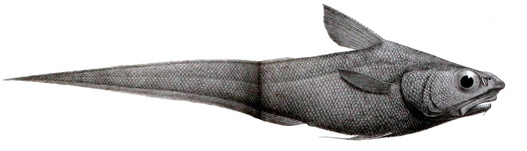 Coelorinchus occa