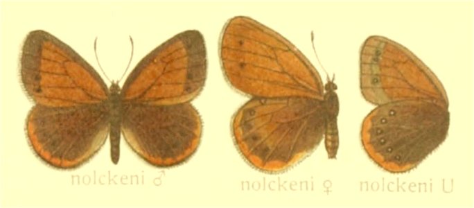 Coenonympha nolckeni - Seitz