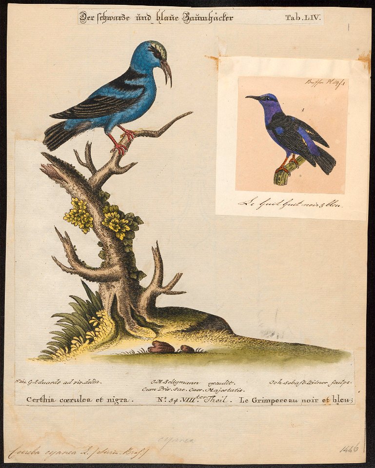 Coereba cyanea - 1700-1880 - Print - Iconographia Zoologica - Special Collections University of Amsterdam - UBA01 IZ19000347