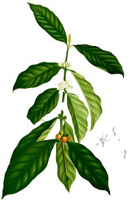 Coffea arabica Blanco1.53-cropped