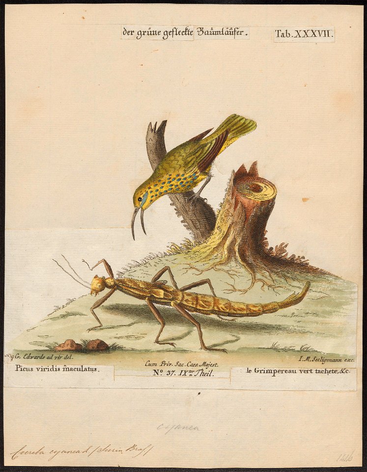 Coereba cyanea - 1700-1880 - Print - Iconographia Zoologica - Special Collections University of Amsterdam - UBA01 IZ19000353