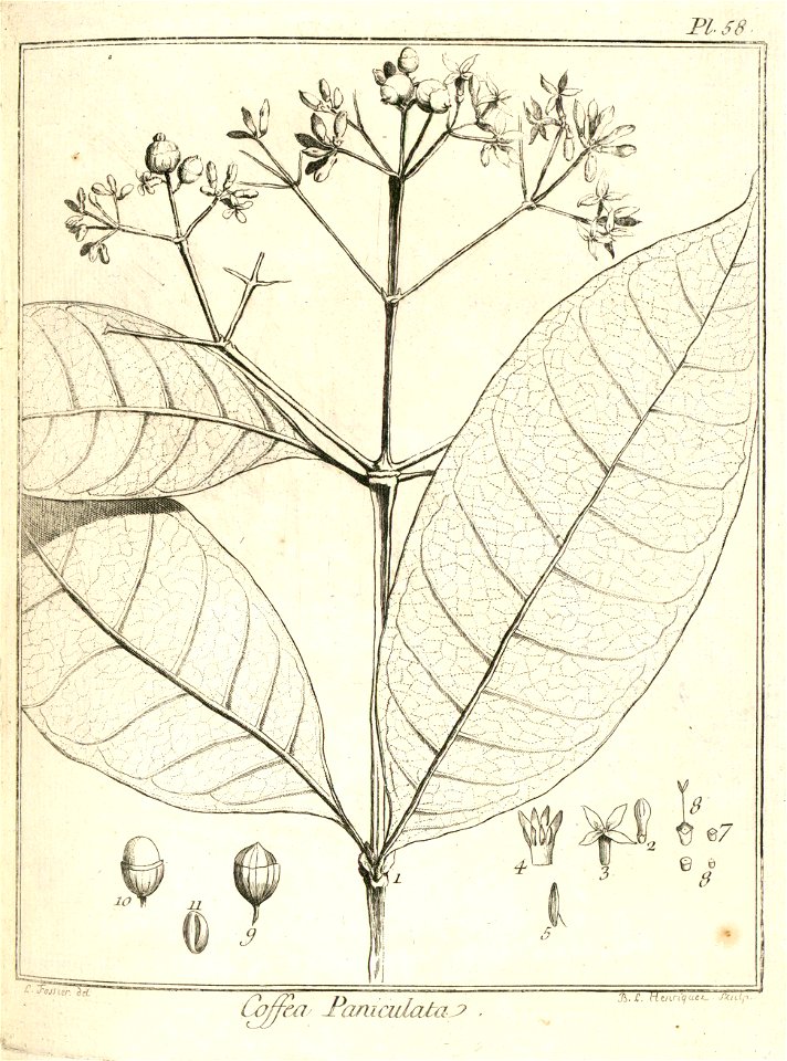 Coffea paniculata Aublet 1775 pl 58