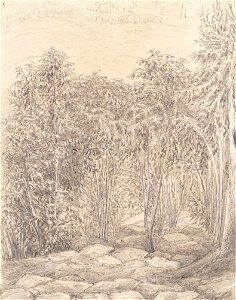 Coffee Trees. Steps to the Bath Spot delt M T. 25th November - 1854, da Coleção Brasiliana Iconográfica