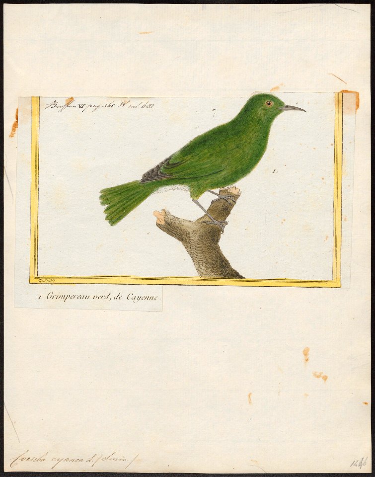 Coereba cyanea - 1700-1880 - Print - Iconographia Zoologica - Special Collections University of Amsterdam - UBA01 IZ19000351
