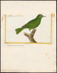 Coereba cyanea - 1700-1880 - Print - Iconographia Zoologica - Special Collections University of Amsterdam - UBA01 IZ19000351