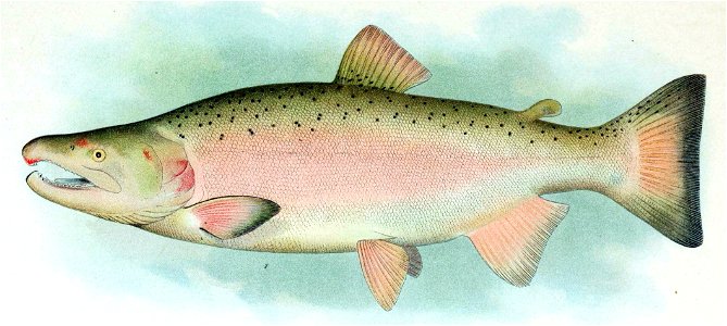 Coho Salmon Breeding Male. Free illustration for personal and commercial use.
