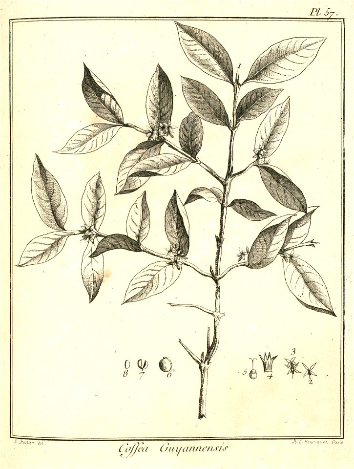 Coffea guianensis Aublet 1775 pl 57