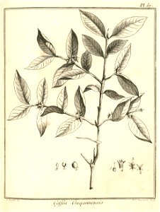 Coffea guianensis Aublet 1775 pl 57