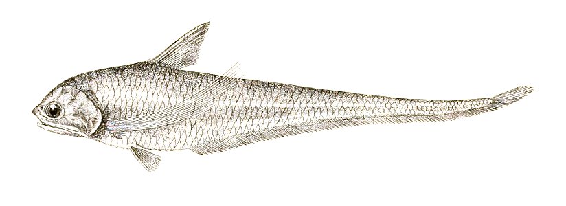 Coilia borneensis Achilles 159
