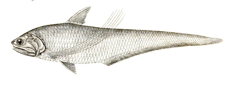 Coilia ramcarati Achilles 159