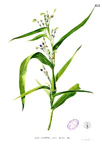 Coix lacryma-jobi Blanco1.188