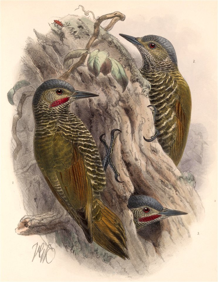 Colaptes auricularis 1902