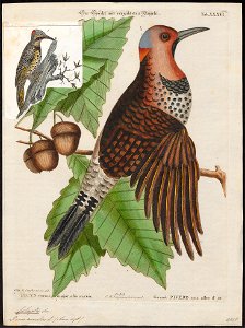 Colaptes auratus - 1700-1880 - Print - Iconographia Zoologica - Special Collections University of Amsterdam - UBA01 IZ18700223
